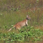 _800Jabiru Rock_AgileWallaby_1202_m_2_AgileWallaby